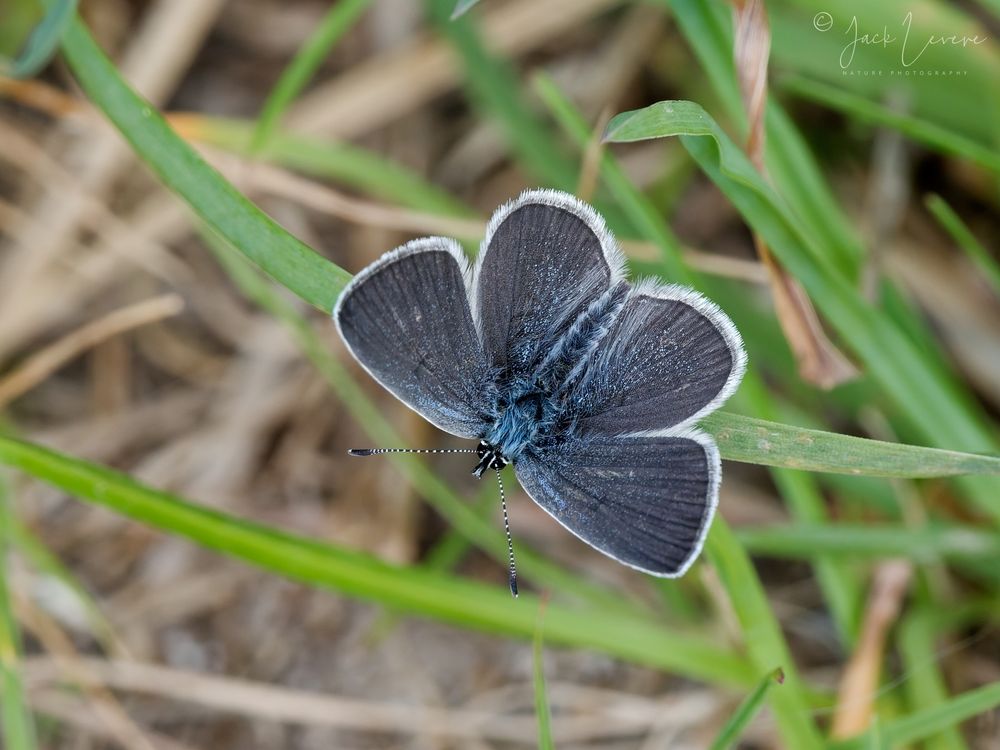 Small Blue