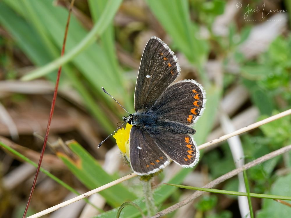 Northern Brown Argus, Grantown-On-Spey