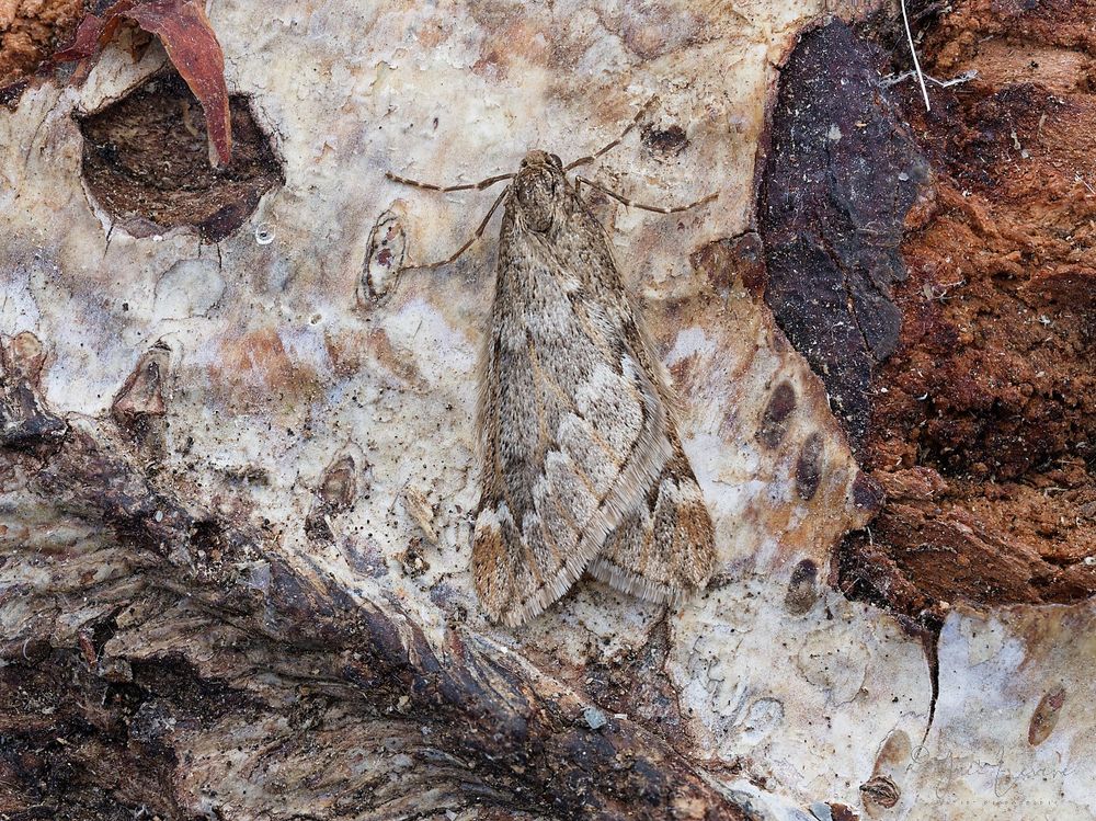 March Moth