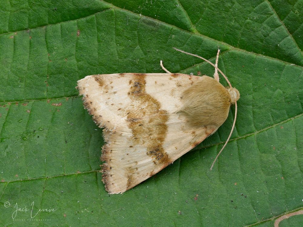 Marbled Clover (Heliothis viriplaca)
