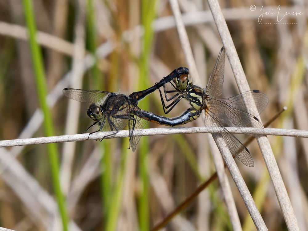 Black Darter (Sympetrum danae) pair