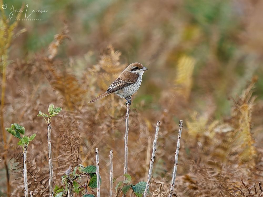 Brown Shrike (Lanius cristatus)