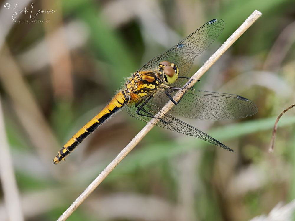 Female, Black Darter (Sympetrum danae)