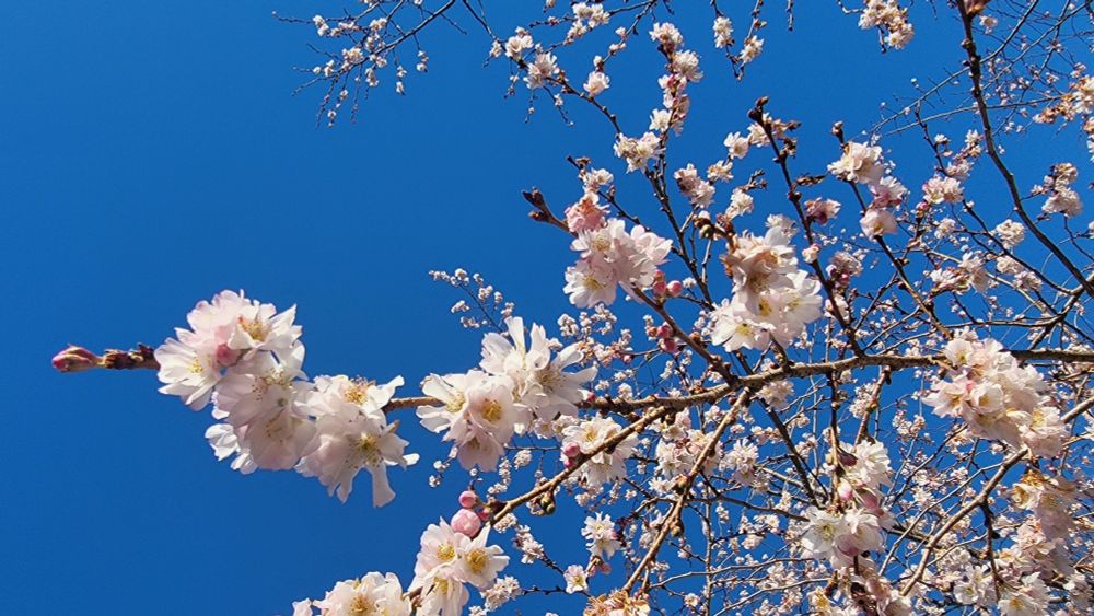 Cherry tree blooming
