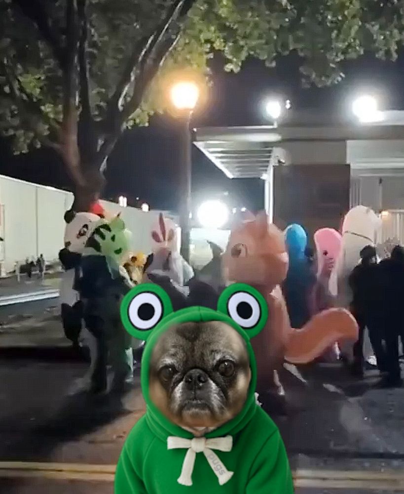 Pug frog