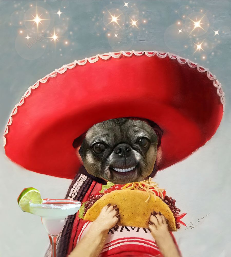 Pug in sombrero eating a taco