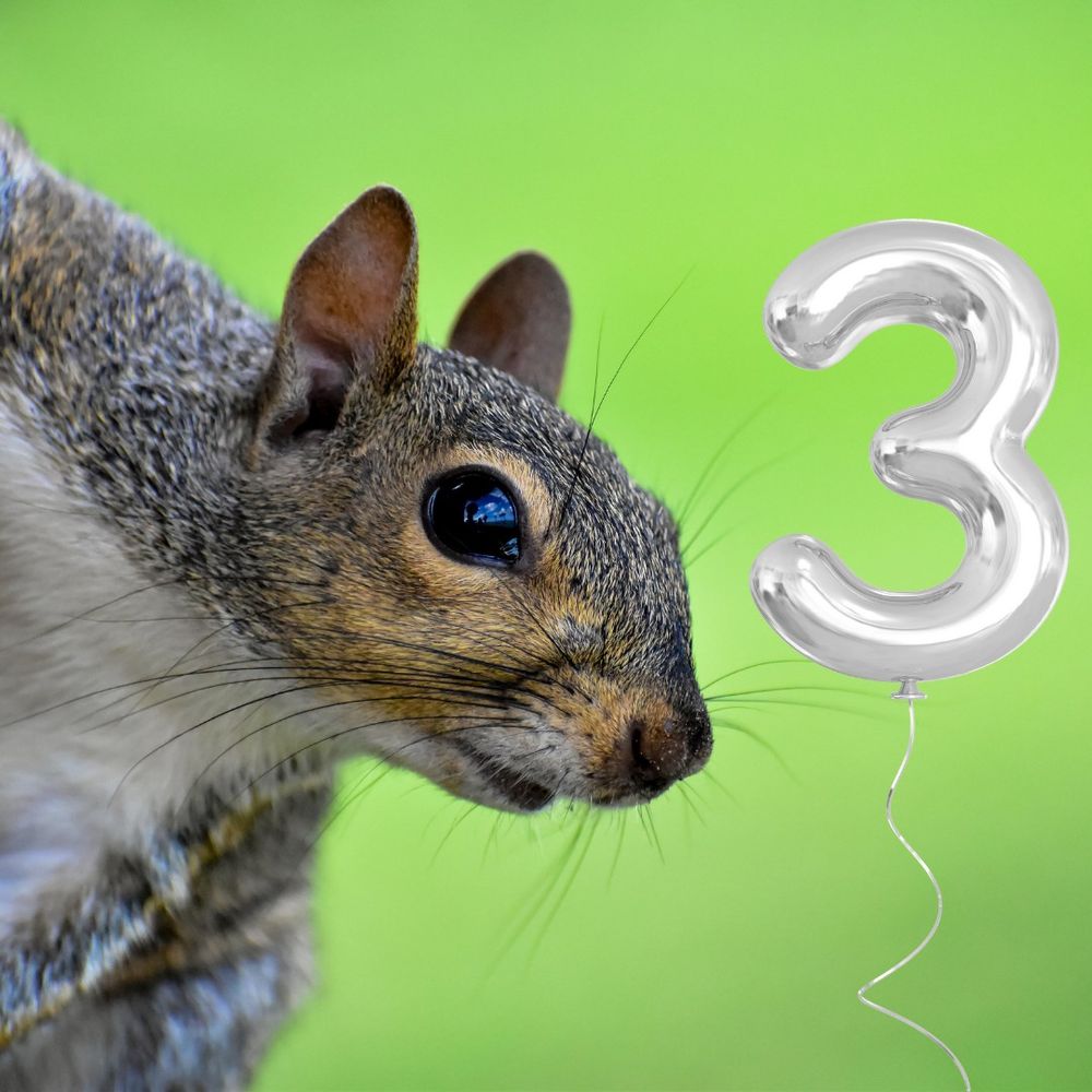 A spectral squirrel stands in front of a green background beside a silver balloon number 3.