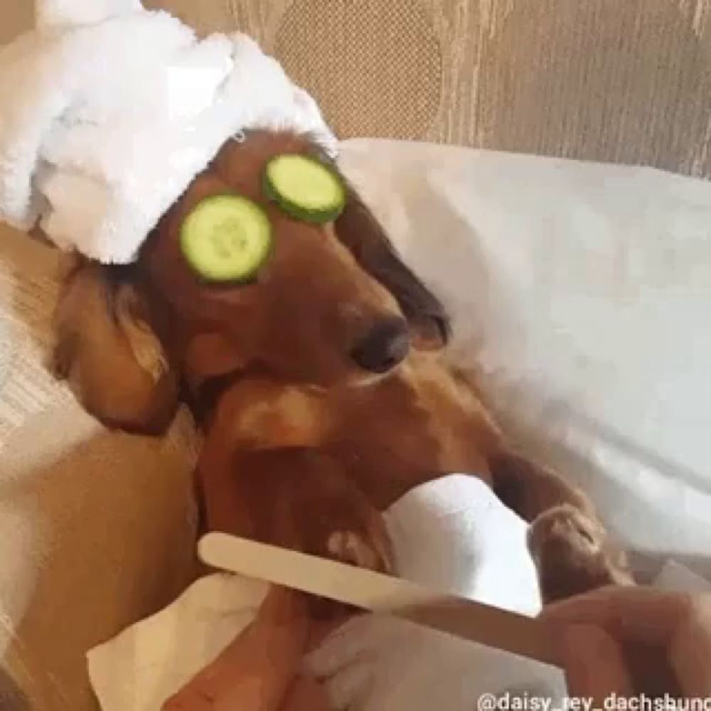 a dachshund wearing a towel and cucumber slices on his eyes is getting a manicure .