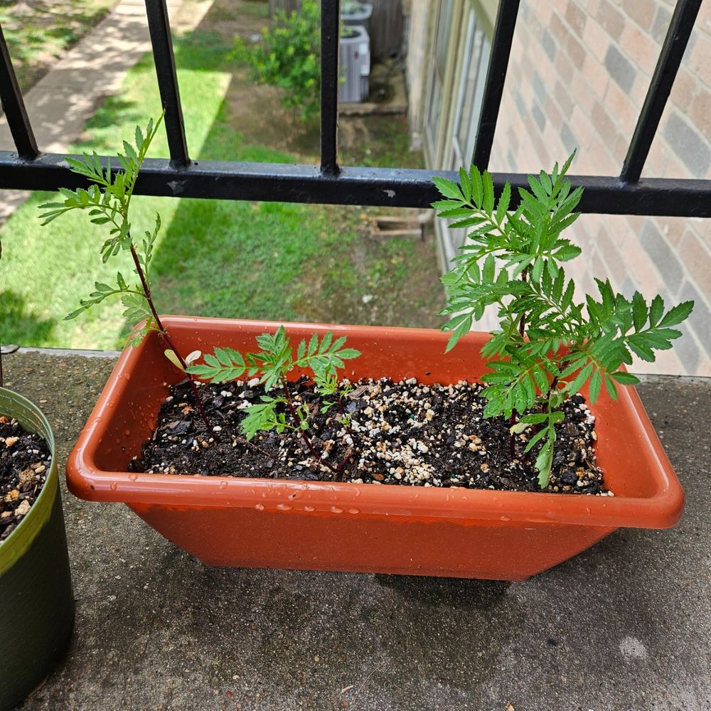 Update on marigolds growing on patio