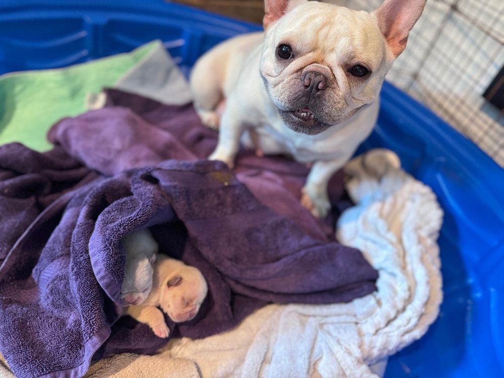 4 year old cream french bulldog with her two cream pups