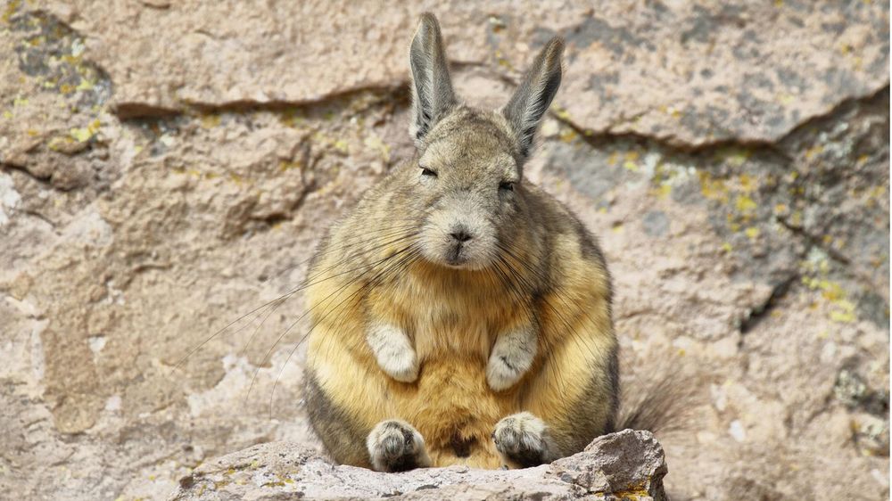 Bild einer Hasenmaus. Eine Unterarten der Chinchillas 