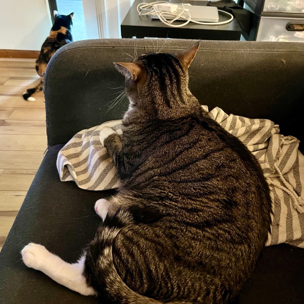 A relaxed tabby cat on a striped throw, on a blue couch. A calico looking out a glass door in the left background.