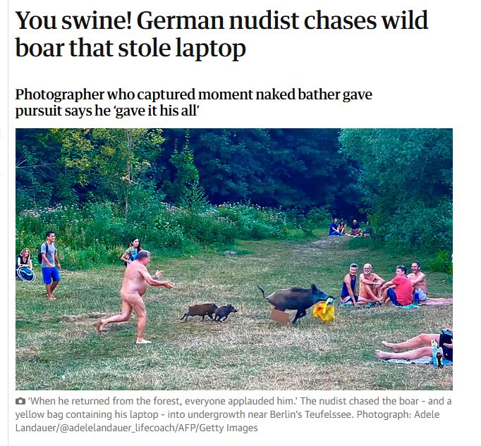 Screenshot of news headline "You swine! German nudist chases wild boar that stole laptop"
