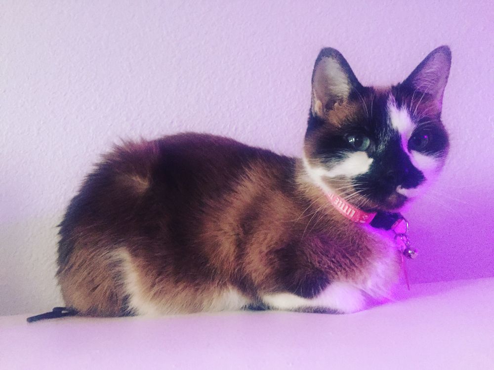 A brown, black and white cat with beautiful blue eyes. She has on a pink collar. 