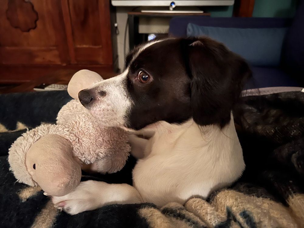 Kleiner schwarz-weißer Hund auf einer Decke auf dem Sofa mit seinem Stofftier, einem ohrenlosen beigefarbenen Schäfchen.