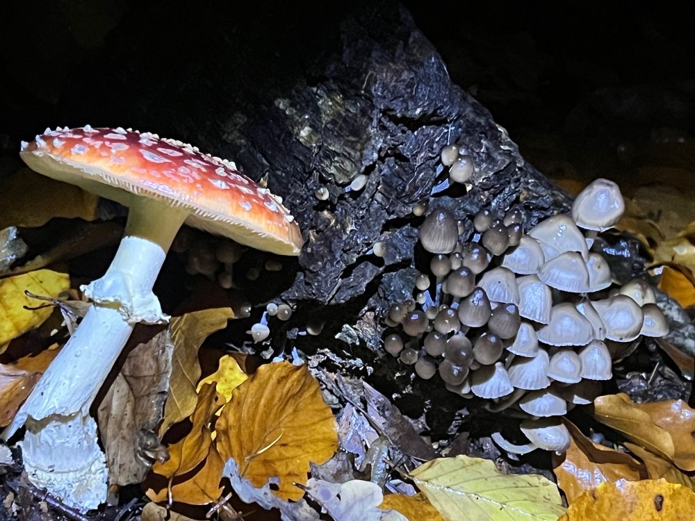 Fliegenpilz im linken Bild Teil, daneben ein altes Stück Holz mit einer Gruppe dunkler und heller, ra kleinerer Pilze. Davor gelbfarbiges Laub. Hintergrund komplett schwarz, da das Bild im Dunkeln mit Frontalbeleuchtung aufgenommen wurde.