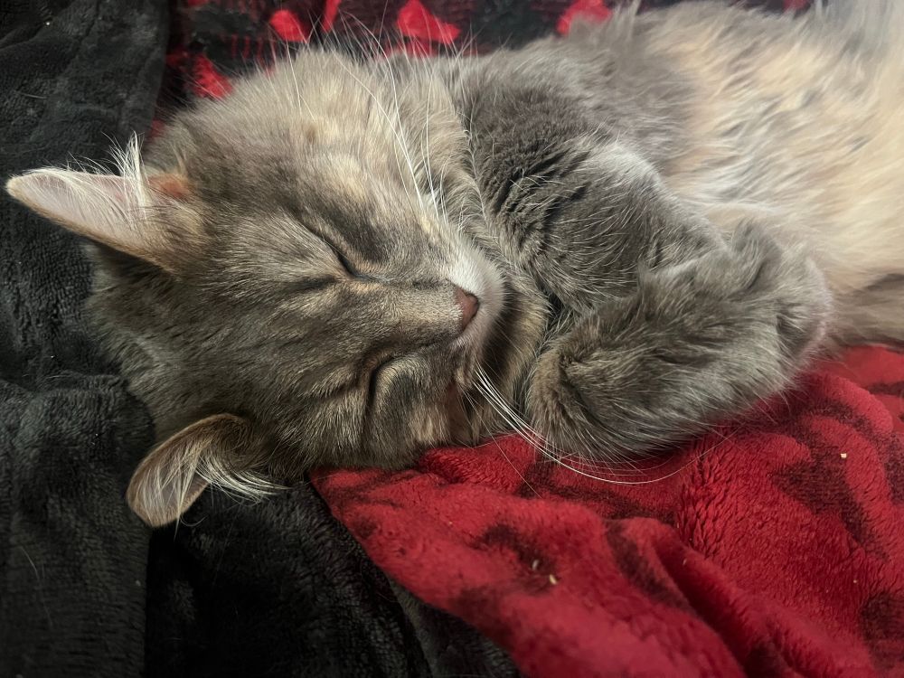 A close up picture of a grey long hair tabby cat laying on her side on red and black blankets. Her paws are pulled up by her face while she sleeps