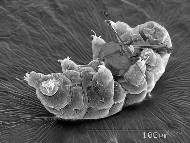 electron microscope image showing a tardigrade apparently playing a violin at a 100µm scale