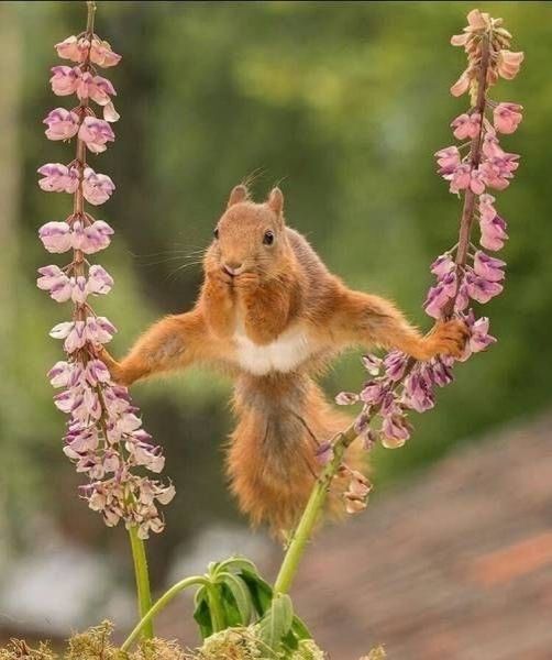 Image adorable et charmante d'un écureuil en grand écart entre deux fleurs roses. Évidemment, lorsque sa méditation sera terminée et qu'il fondra sans pitié sur ses ennemis, l'image sera moins adorable et charmante. Mais pour l'instant, le bucolique le dispute au choupinou.