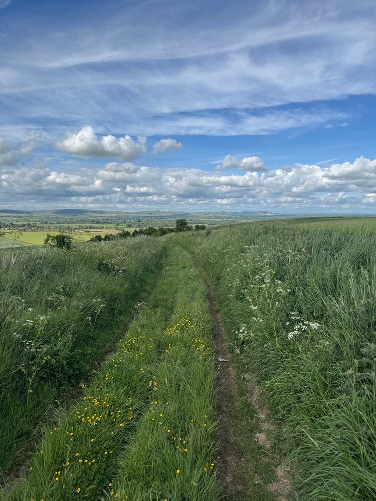 A view from an overgrown cart track as I drop down off the ridge into the vale of pewsey. Lush verges and distant green and yellow fields under a sunny sky with big clouds. Near Chirton, Wiltshire