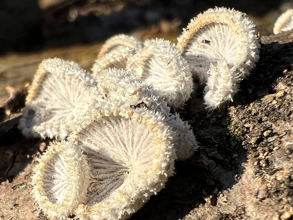 Splitgill mushrooms. These are fuzzy on one side and have this cool fan-like pore surface.