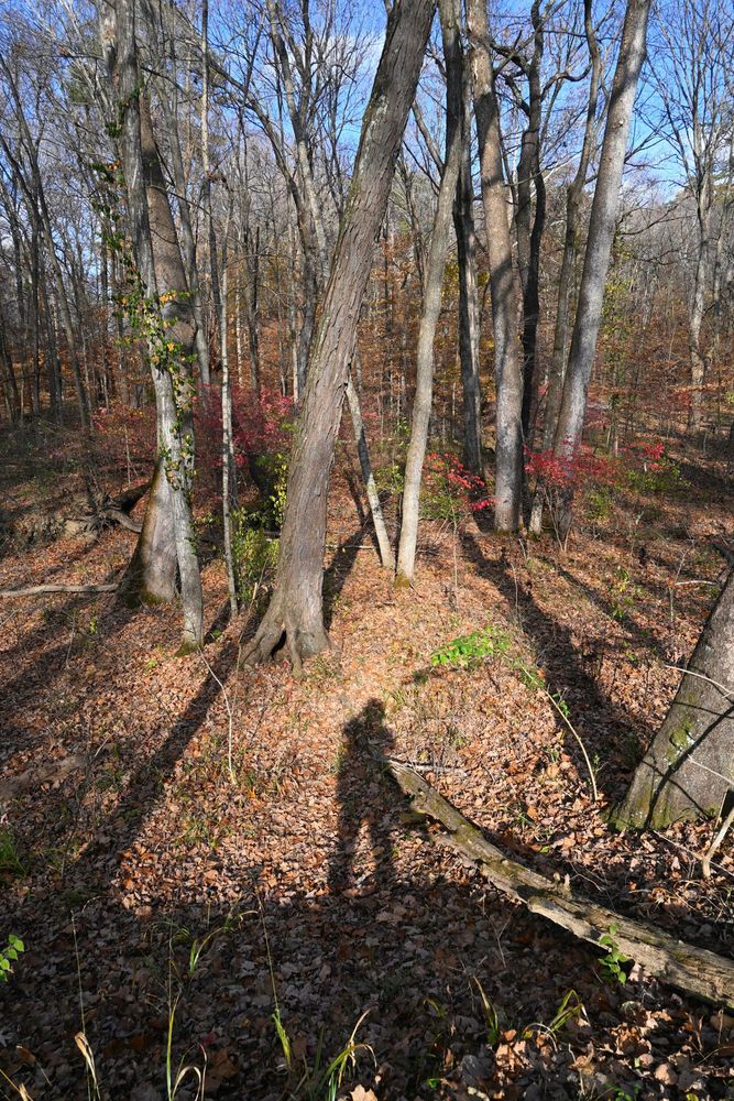 My shawdow from uphill cast on the leaves below