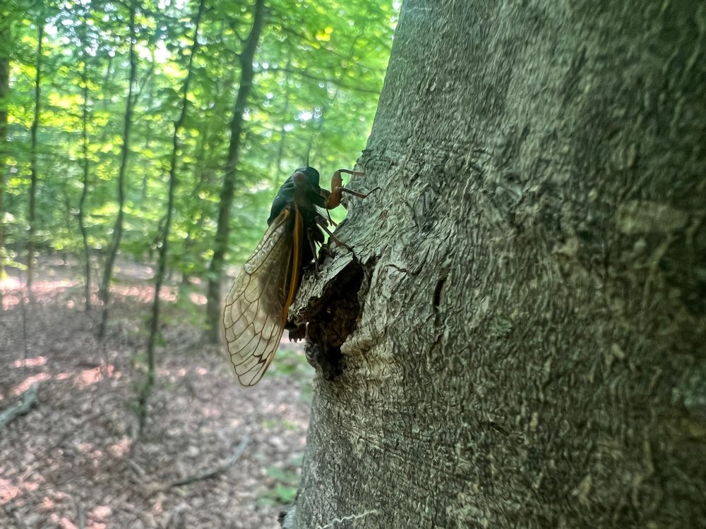 A Pharaoh Cicada (Magicicada septendecim) as verified on the inaturalist site. - Bernheim Forest, Central KY