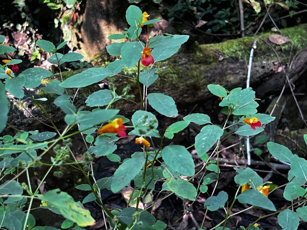 Jewelweed or “touch-me-nots” by the creek.