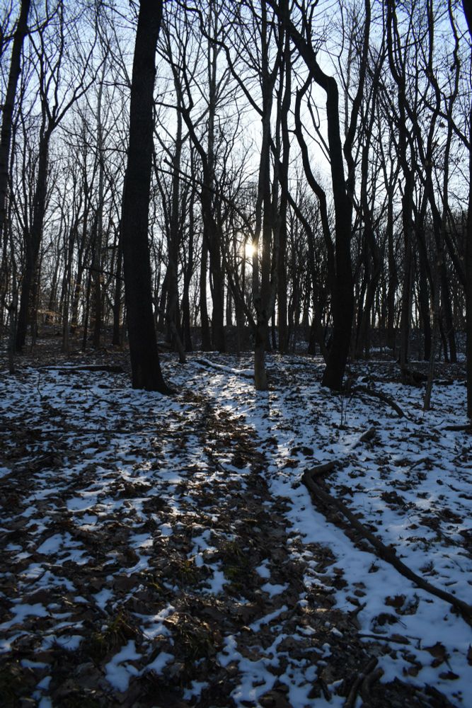 8am sun inching up over the thin forested treetops. Snow still covering many spots in the park. 