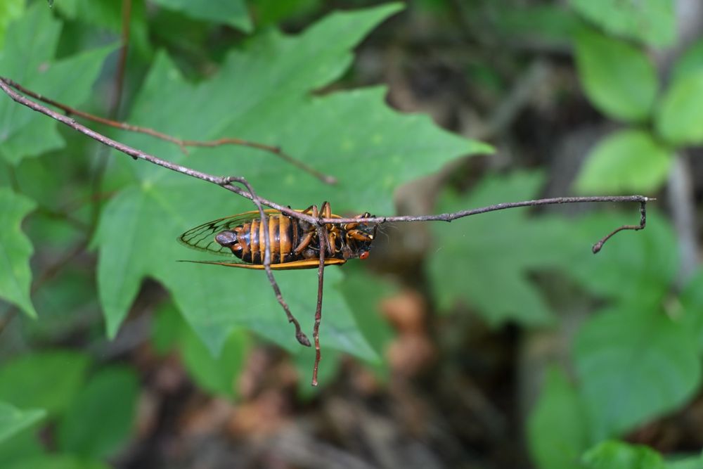 There are 3 types of 17-yr cicadas. This one was verified on the iNaturalist site as a Pharaoh Cicada (Magicicada septendecim).