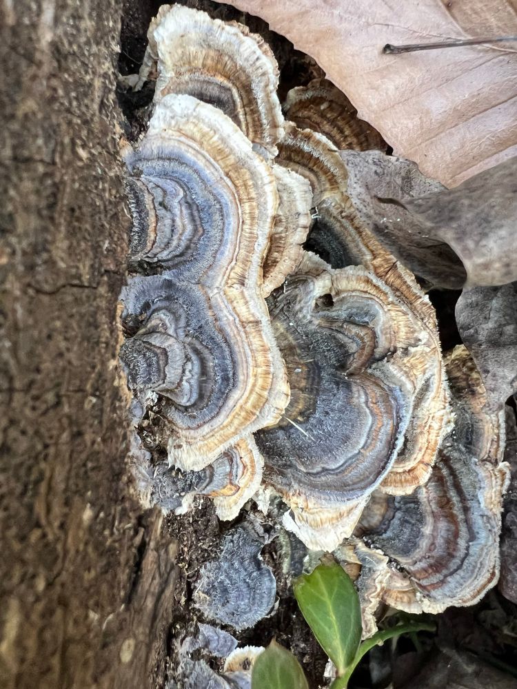 Turkey tail mushrooms on a decomposing log. Beautiful colored striations/bands. 