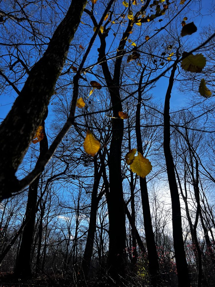 A beautiful warm fall day. A few swamp chestnut oak leaves flash their yellow against the blue sky.