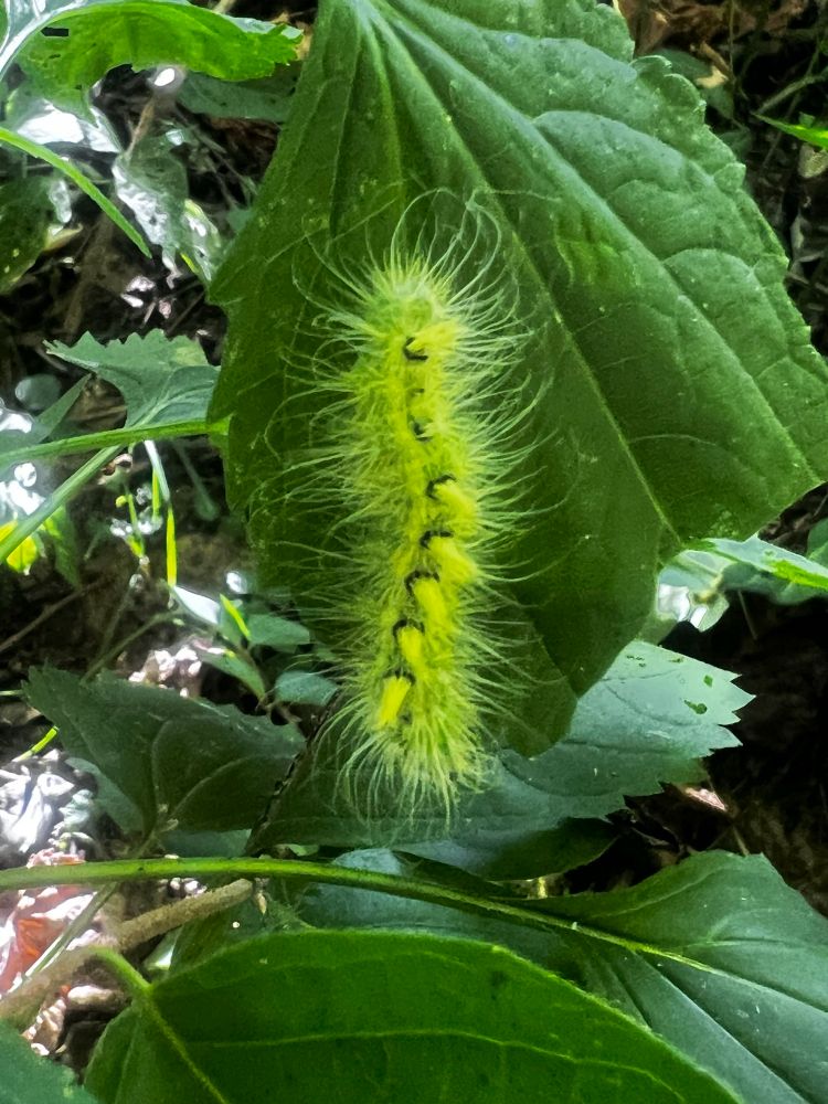 Such an attractive caterpillar. Hackberry Dagger. “Dagger” from the spiny protrusions that are venomous and can cause skin irritation or a rash if touched. Observe but don’t touch!