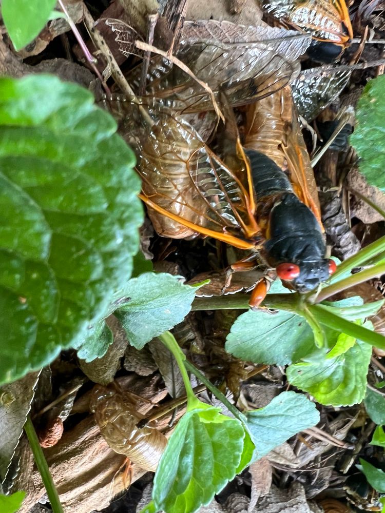 A periodic cicada that I dropped accidentally, trying to get a photo of its belly for identification. -Bernheim Forest, KY