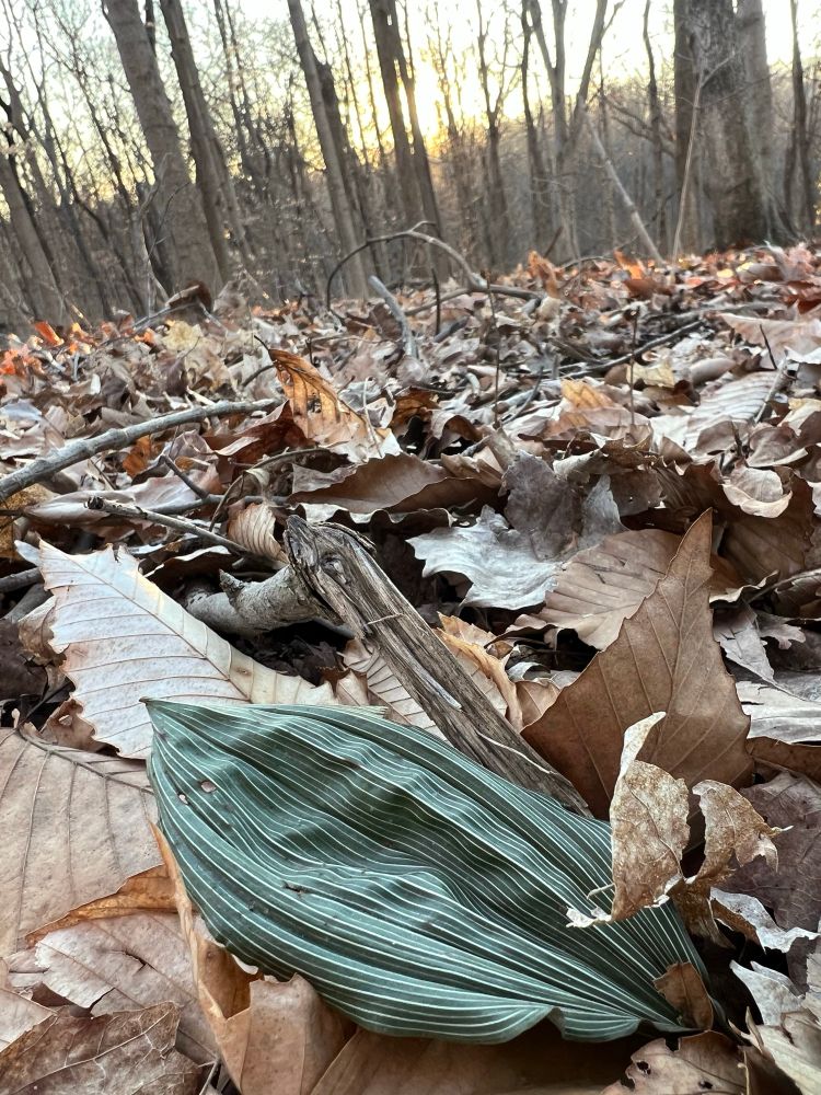 A green, pinned-striped Aplectrum hyemale -putty root leaf. It is a species of native orchid. 