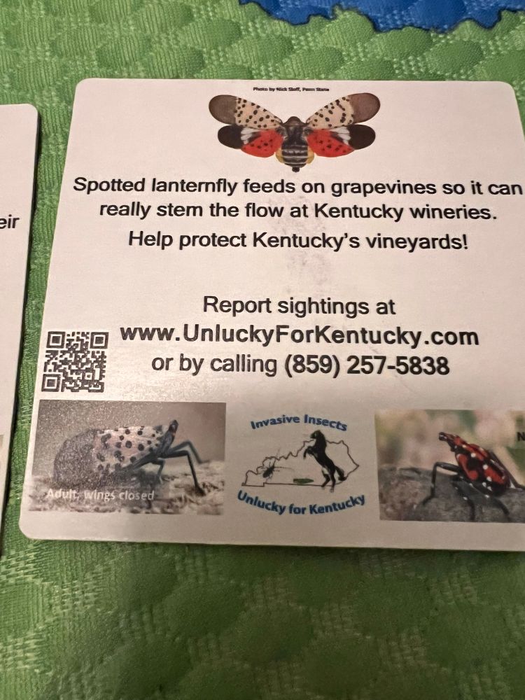 The back of the coasters explain how the cicadas feed on hops and grapevines. 