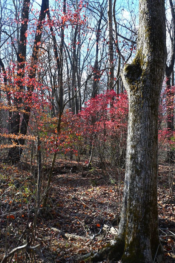 A splash of red leaves from winged elms lining the creek.