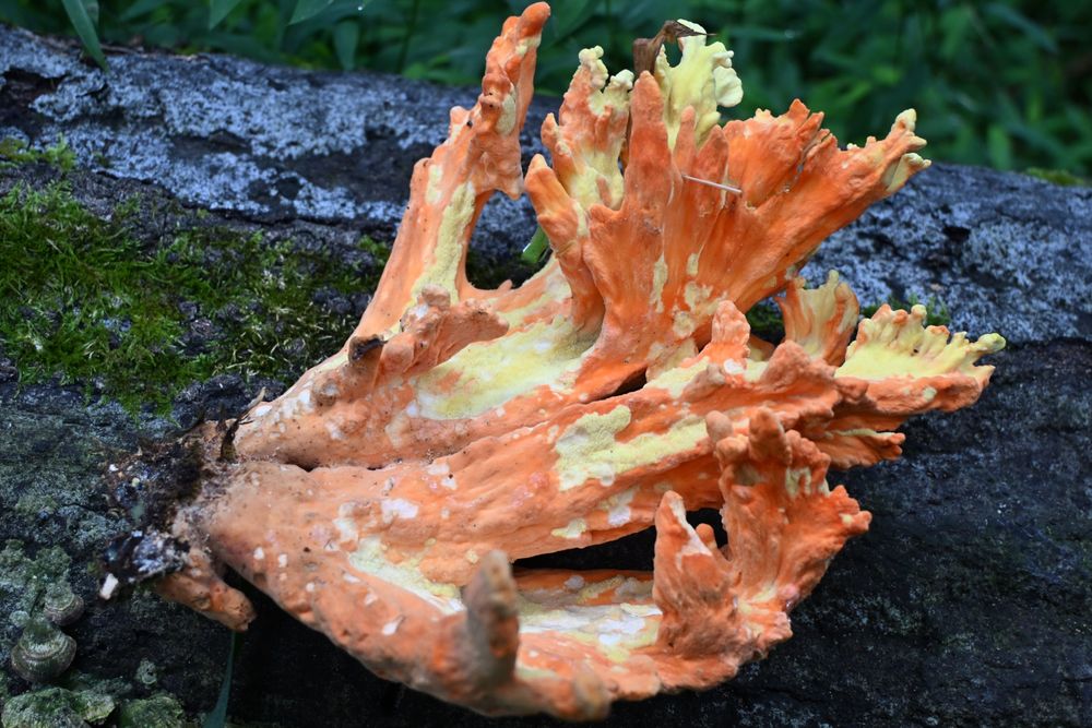 This is one of the pieces of chicken of the woods that I harvested. It was larger than a large human hand. (Laetiporus sulphureus) From Central Kentucky.