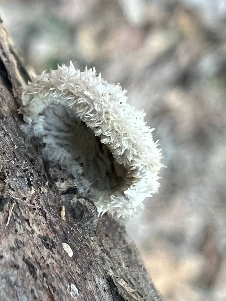 Schizophyllum commune -splitgill mushroom on a decaying log. Fuzzy in appearance on the top with a fan-like pore surface. 