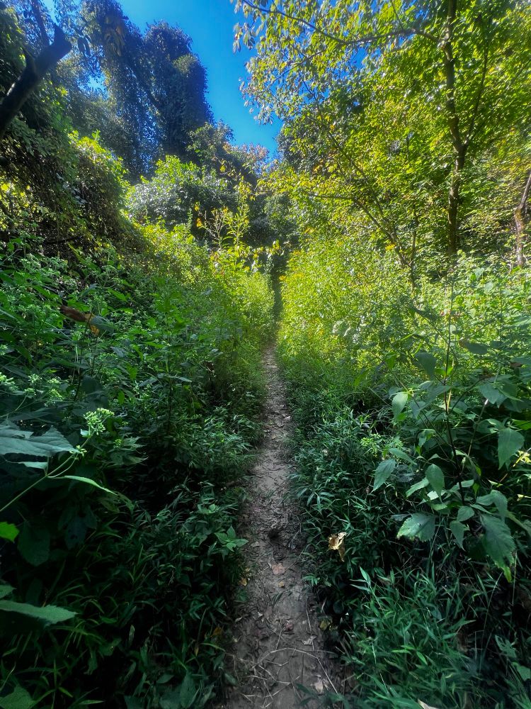 Path was overgrown but I don’t mind. Luckily ragweed doesn’t bother me. 