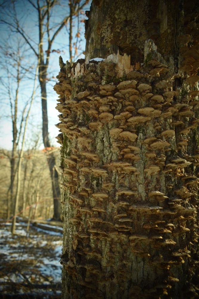 Mustard-yellow polypore mushrooms working to recycle a dead tree. A bit of snow in the background on the forested floor.