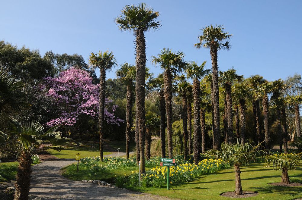 Logan Botanic Garden in the Rhinns of Galloway. The image shows a garden, dominated by a cluster of tropical-looking trees with very rough trunks and green growth only at their tops. Another tree, in the left centre of the frame, has pink blossom. There’s a path in the lower left. The sky is blue.