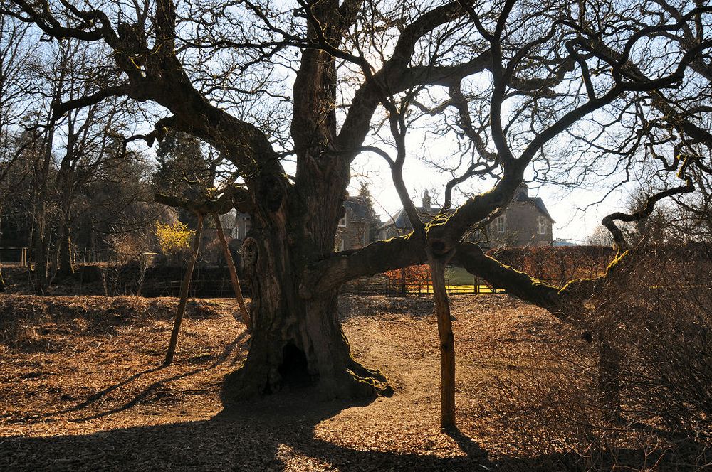 The Birnam Oak. The two images both show the oak without leaves. It has a thick central trunk and spreads to cover a large area. Some of the lower branches are supported on thick pillars of wood. The difference between the two images is that one has the sun behind the photographer so shows the oak in full light, with the river glimpsed beyond it. The other is looking into the sun, so the tree is silhouetted and there is a hedge in the background with houses beyond it.
