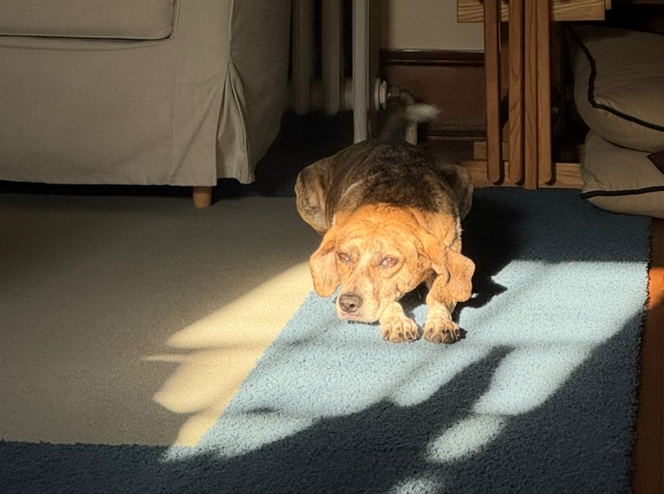 Snix lying in the sunny spot