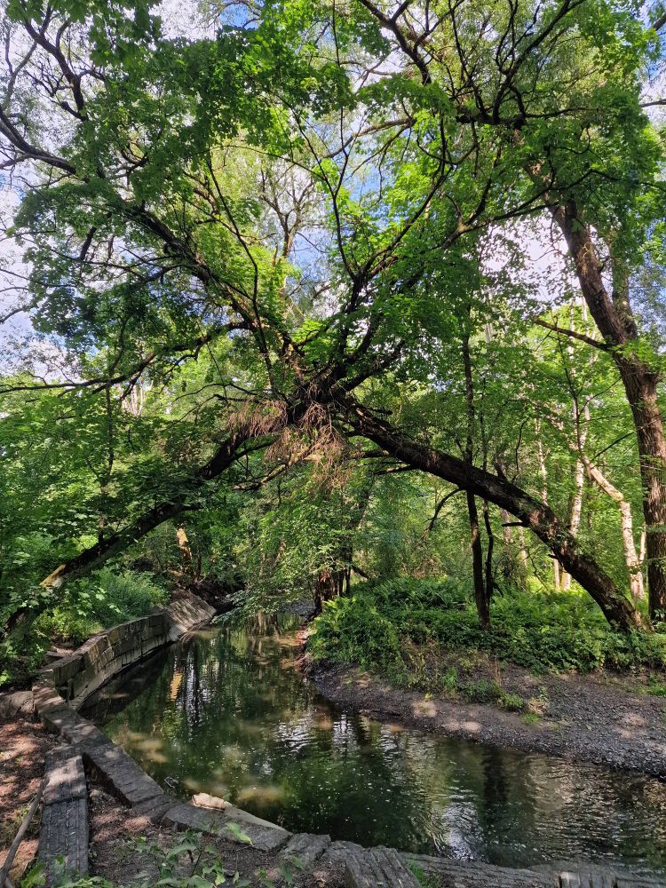 Lush greenery with old willows along a small river.