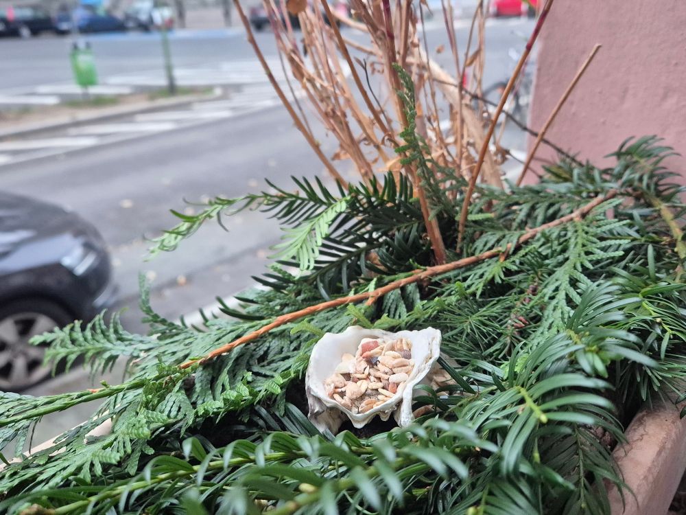 Auf einer Austernschale, die in einem mit Nadelgrün bedeckten Blumenkasten steht, ist Vogelfutter. Im Hintergrund eine Kreuzung.
