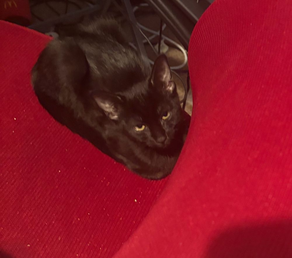 Angry looking black kitten sitting on red chair.
