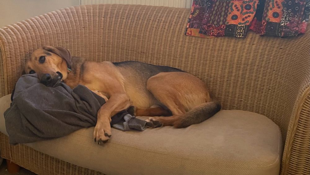 Dog laying on wicker sofa