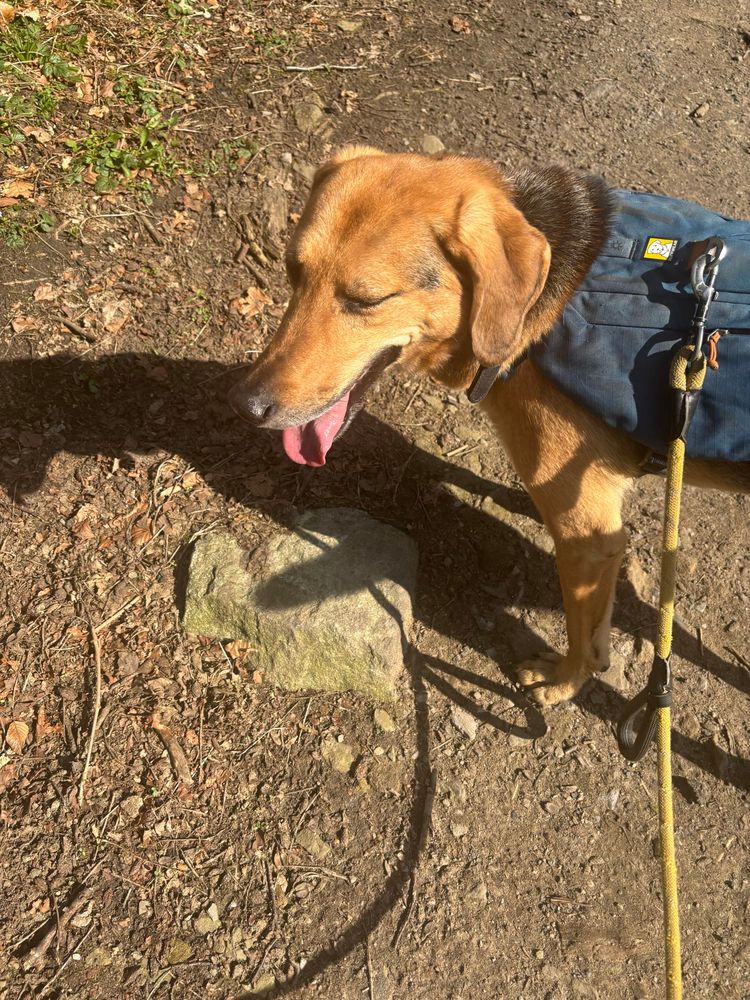 Hound dog with tongue out in blue harness