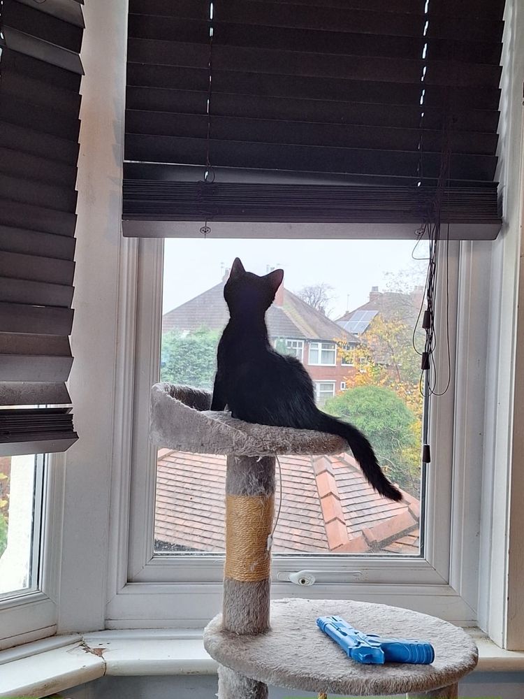 10 week old black kitten sitting on a cat tree looking up into an open window. The kitten’s back is to the camera. A toy gun is on the cat tree. 